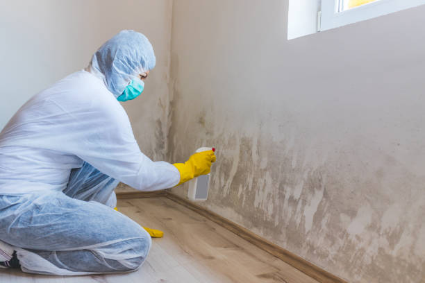 Licensed Mold Cleanup service in Mount Airy, MD - WQB Mold Removal