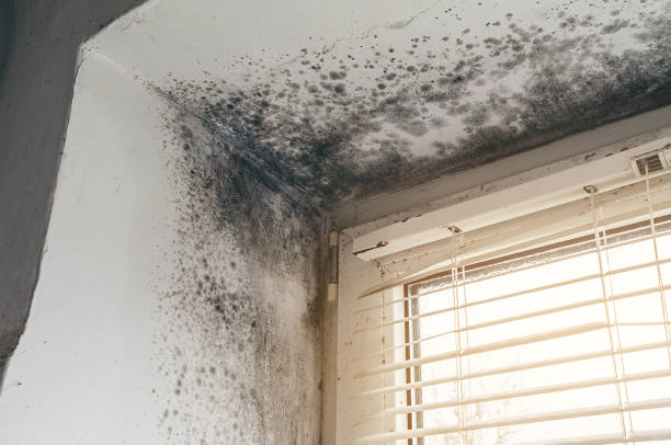 Affordable Mold Cleanup solutions in Mount Airy, MD